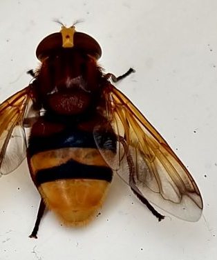 Hornissenschwebfliege