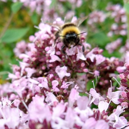 blühender Dost mit Hummelgast
