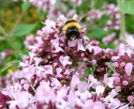 blühender Dost mit Hummelgast