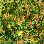 Johanniskraut Samenkapseln