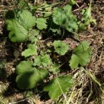 erstjährige Rosette Muskatellersalbei