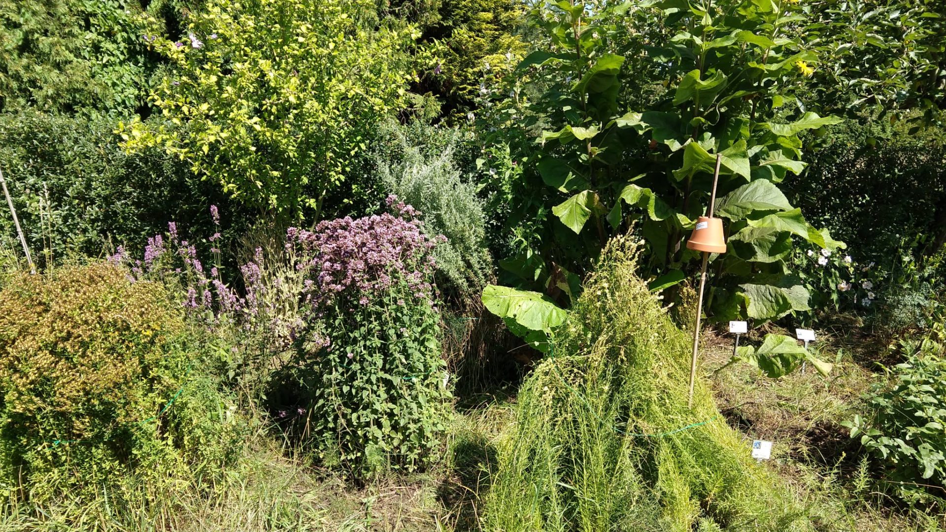 aufgeräumtes Heilpflanzenbeet