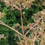 fertig gesamter Ziest ?