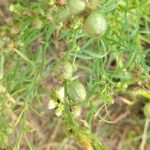 Samenkapseln echtes Leinkraut