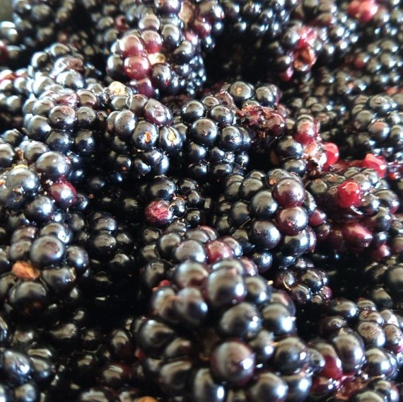 Brombeeren im Topf