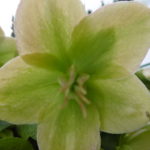 Blüte Schneerose - Christrose – schwarze Nieswurz - Helleborus niger