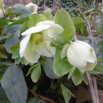 Pflanze Schneerose - Christrose – schwarze Nieswurz - Helleborus niger