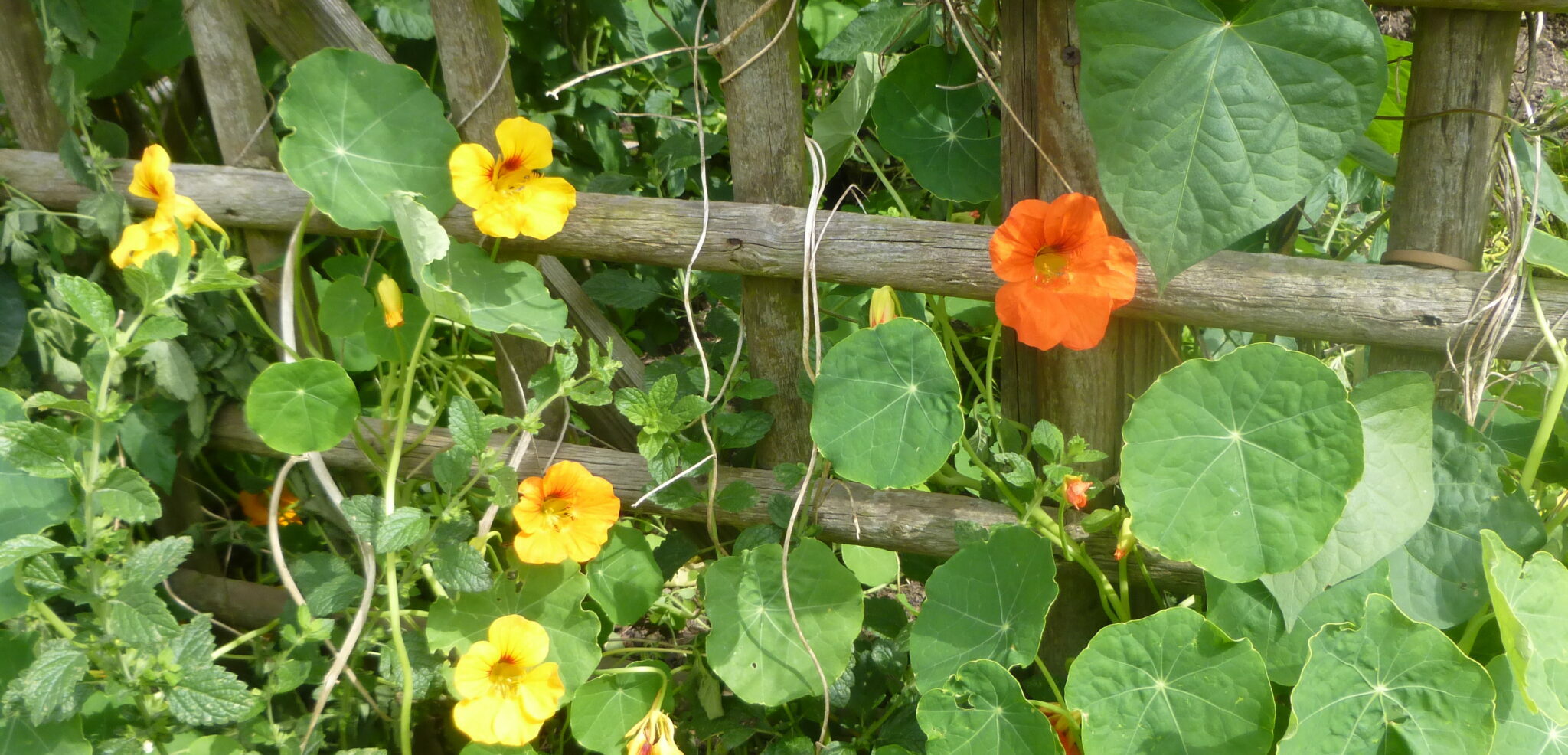 Kapuzinerkresse im Garten