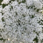 Wilde Möhre Blüten