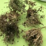 Wilde Möhre getrocknet