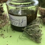 Wilde Möhre Ölauszug