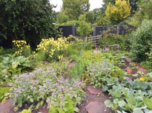 Auf dem Bild ist ein Gemüsegarten zu sehen in dem verschiedene Kohlsorten, Zwiebeln, Zucchini, Rhabarber, Mangold und Salat wachsen sowie Borretsch, Nachtkerzen, Ringelblumen, Kapuzinerkresse und Meerrettich