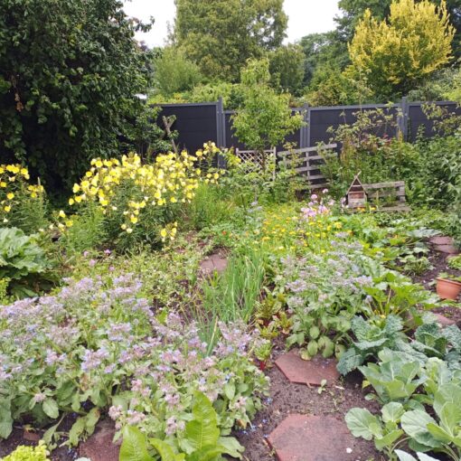 Auf dem Bild ist ein Gemüsegarten zu sehen in dem verschiedene Kohlsorten, Zwiebeln, Zucchini, Rhabarber, Mangold und Salat wachsen sowie Borretsch, Nachtkerzen, Ringelblumen, Kapuzinerkresse und Meerrettich