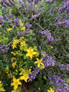 Lavendel und Johaniskraut