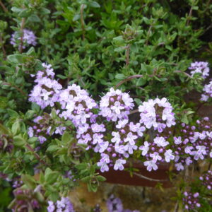 Thymian blühend
