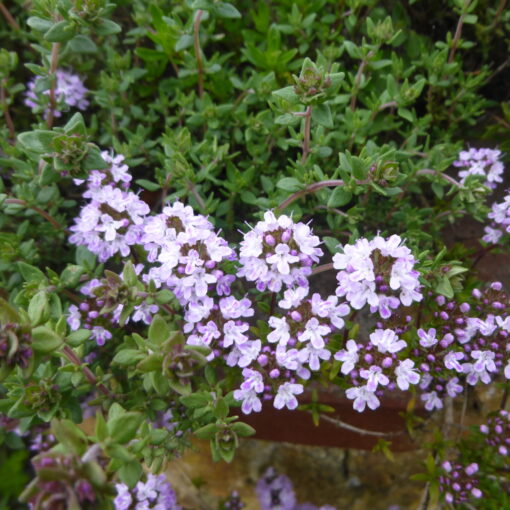 Thymian blühend